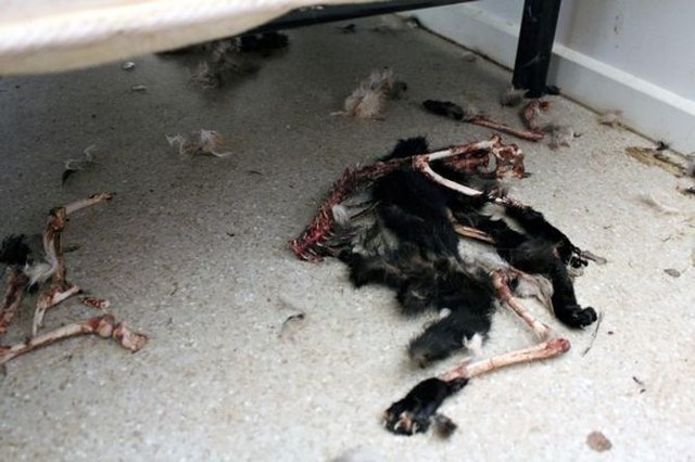 В Австралии голодные кошки съели друг друга