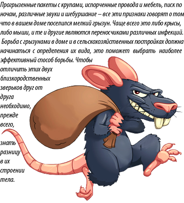 Отличие между крысой и мышью. Различие между крысой и мышью. Разница между крысами и мышами. Крыса и мышь отличия. Как отличить мышь