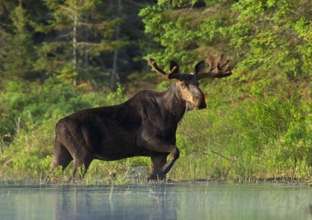 Почему человек до сих пор не одомашнил лося?