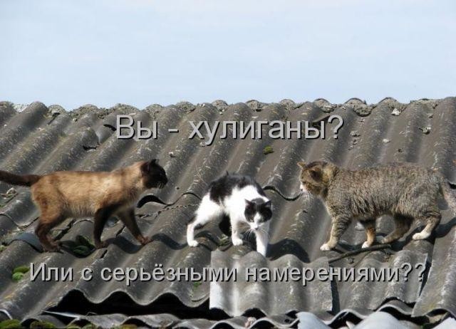 Прикольные и смешные зверушки