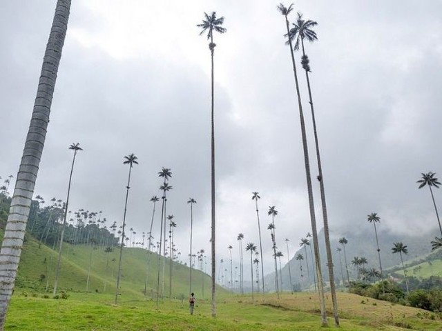 Долина самых высоких пальм - «Долина Кокора»