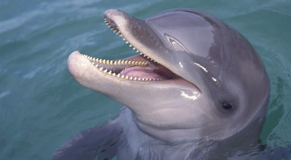 Дельфины особого назначения