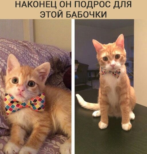 Смешные картинки с надписями