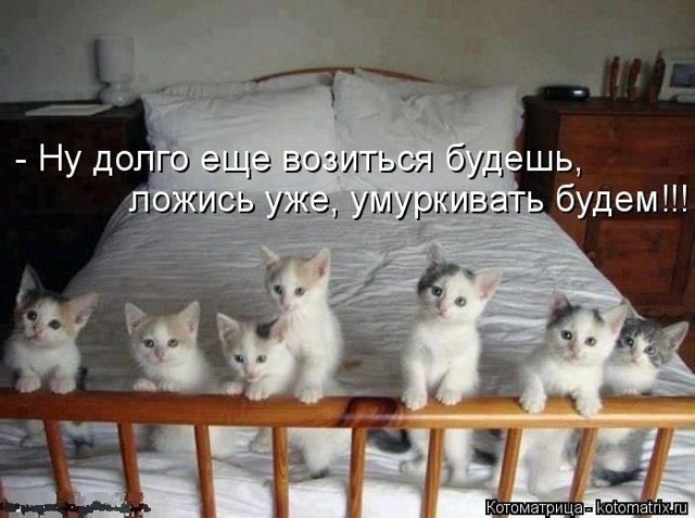 Прикольные зверушки