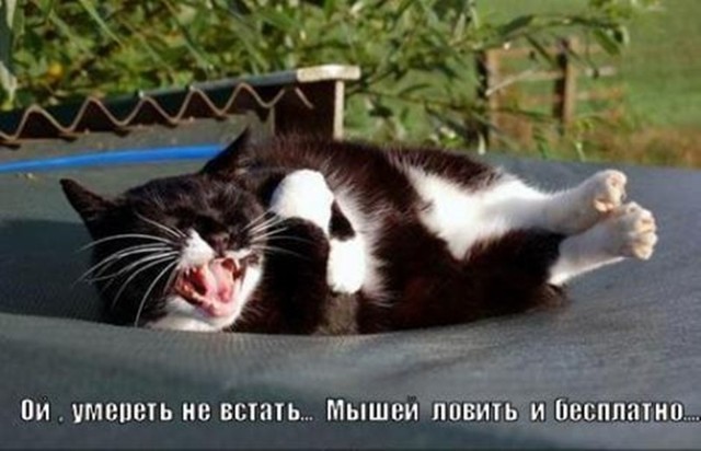 Прикольные и смешные зверюшки
