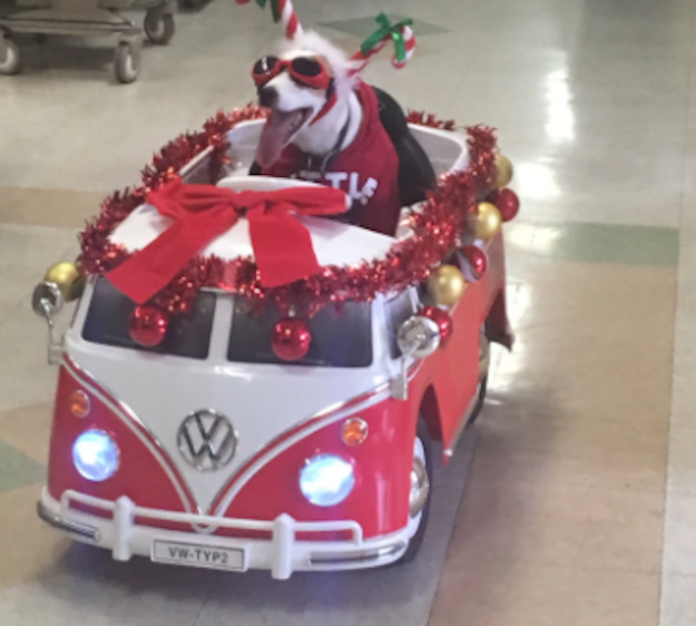 Собачка несет дух Рождества и поддерживает пациентов больницы