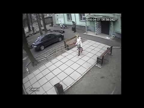 Мужик спас свою собаку