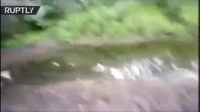 Встреча с медведем