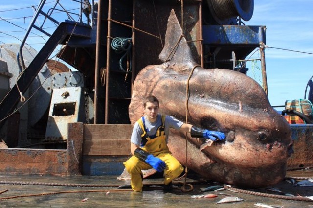 Невероятные монстры: российский моряк публикует снимки самых диковинных существ, попадающих в сети