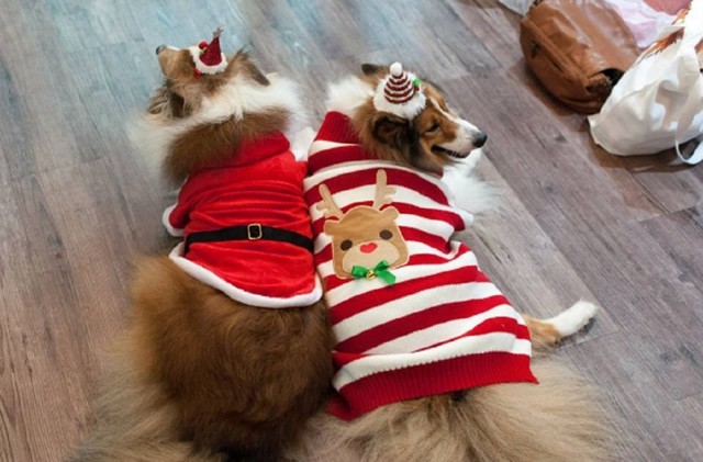 27 очаровательных собак, готовых встречать Рождество