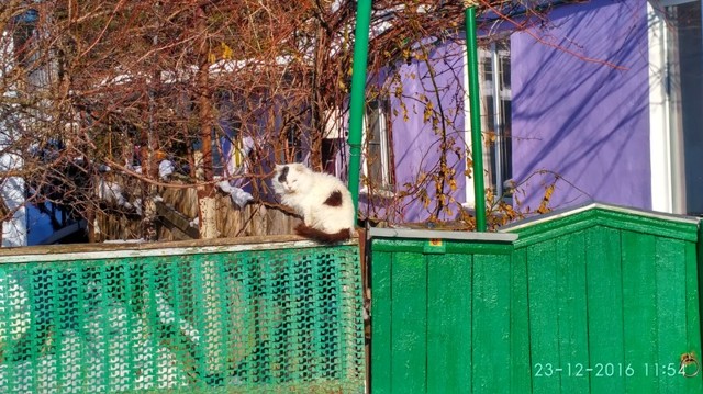 Чуть - чуть котов