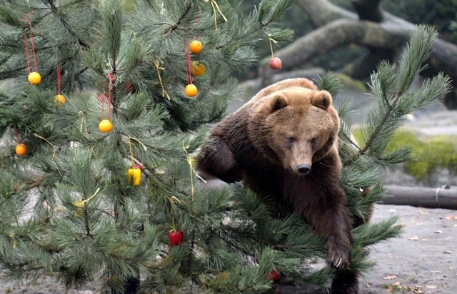 Не рубите елки можете повстречать медведя