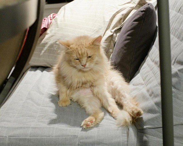 Экзистенциальная тоска: Инстаграм грустного кота