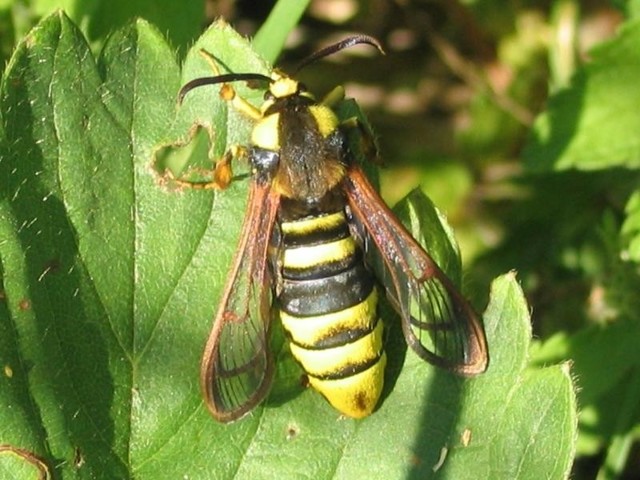 Супермаскировка. (Aegeria apiformis)