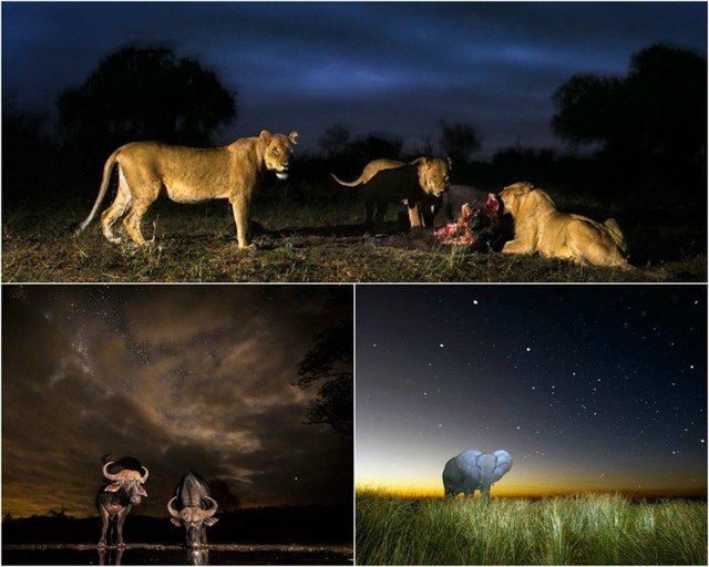 Ночная Африка