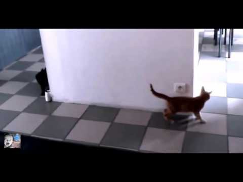 Кот обхитрил котёнка. Жизненный опыт 