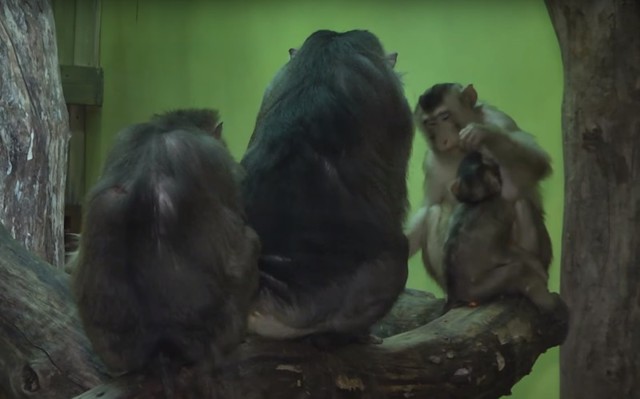 Обезьяны в зоопарке Киева встретили "свой год" не хуже людей: со сладостями и телевизором