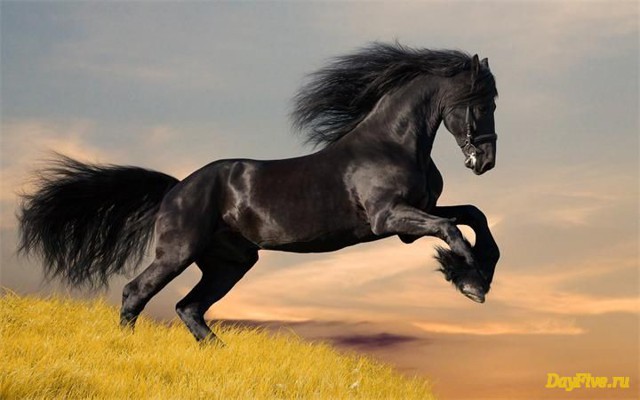 Mustang - лошадь