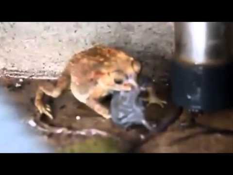 Жаба пытается проглотить крысу
