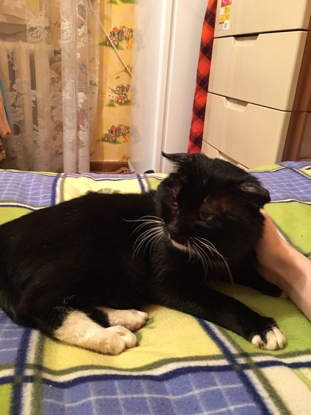 Как спасли кота