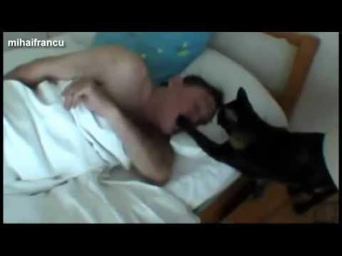 Собаки и коты будят хозяев