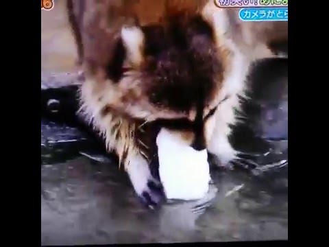Может это и баян, но это точно самое печальное видео 2016 года!