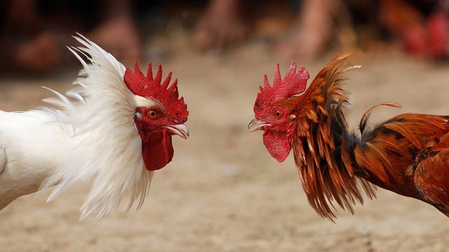 Петушиные бои