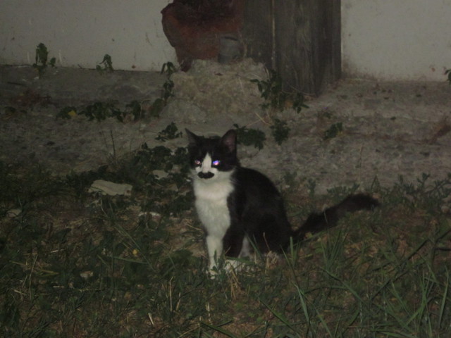 Усатый кот