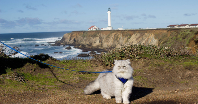 Знакомьтесь, кот Гэндальф, который может похвастаться незабываемыми путешествиями