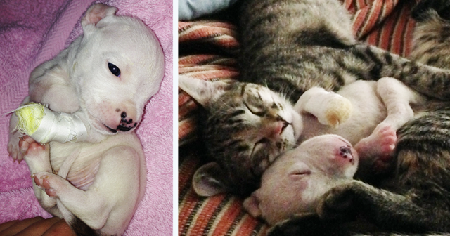 Кошки воспитывают трёхногого щенка, которого пыталась съесть его мать