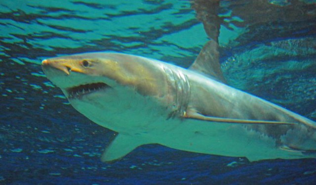 Единственная большая белая акула в мире, пойманная взрослой, умерла в Японии
