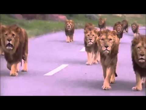 Вот это они борзые