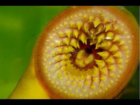 7 самых странных и страшных ртов в животном мире 