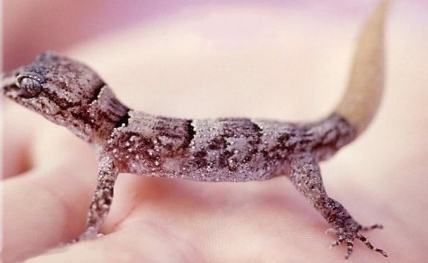 Змеиноостровной геккон