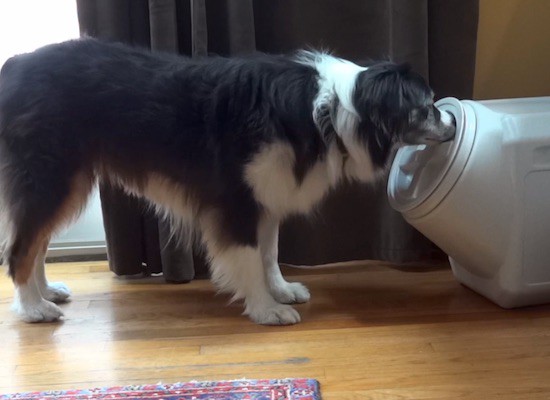 Хитрый пёс научился открывать герметичный контейнер