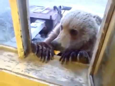 Мужики и медведь 