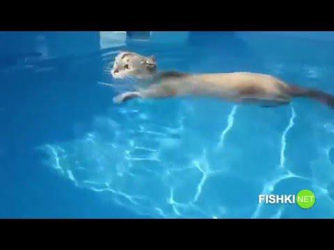 Из жизни котоплавающих 