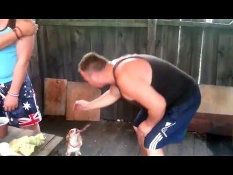 Собака - охраняка