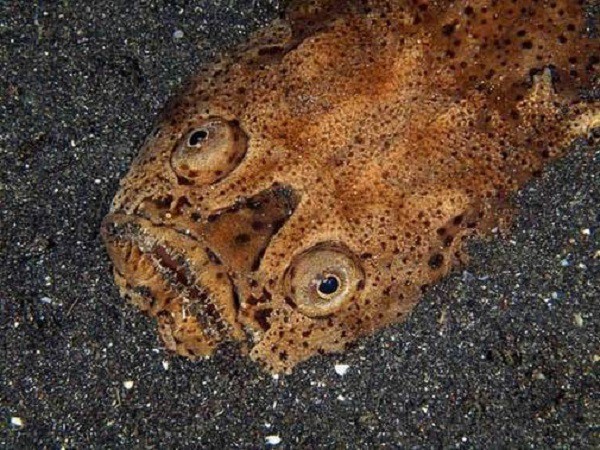 Самые угрюмые рыбы в мире