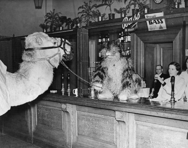 Звери как люди