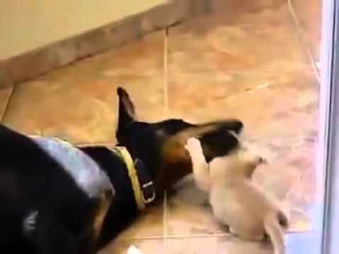 Котёнок хочет играть, а доберман - спать