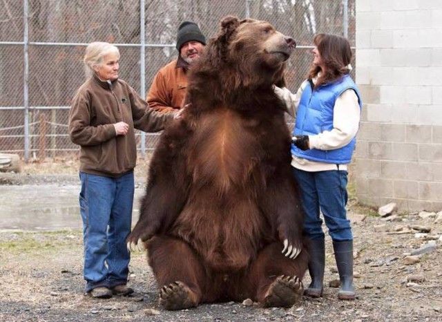 Настоящая медвежья хватка: мужчина позволил медведю себя обнять и облизать свою руку