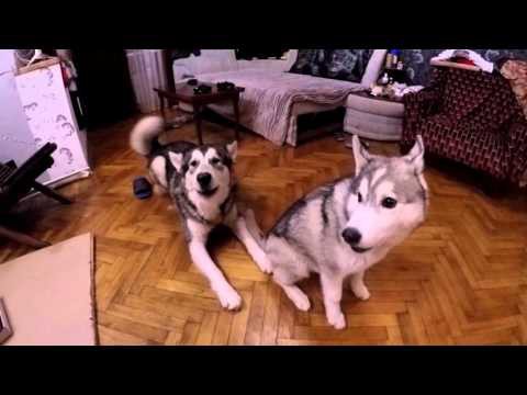 Они крутые!