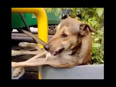 Крепкий сон Шарика