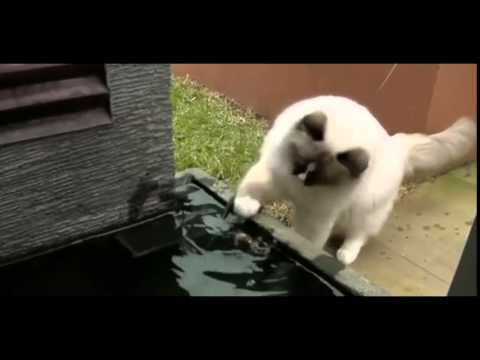 Кот спасает рыбёшку