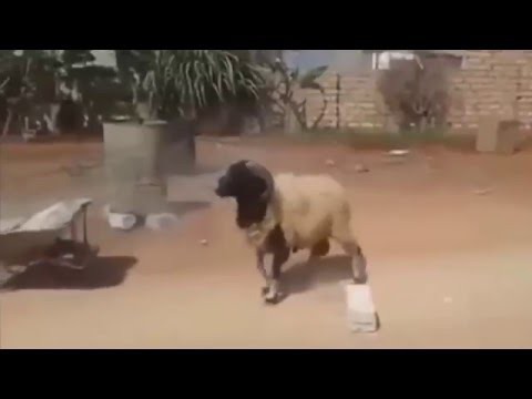 Ну, ты баран!