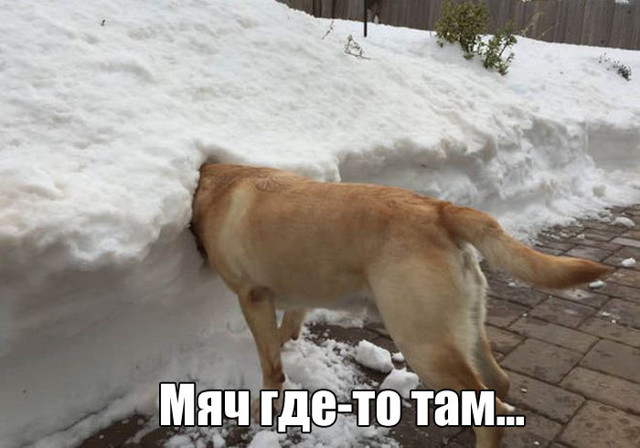 Прикольные картинки