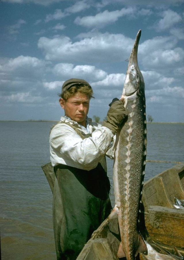 Добыча черной икры в 1960 году