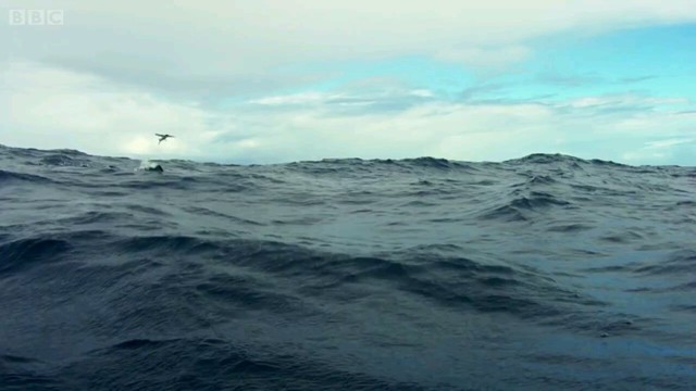 Двойной капкан: на летающую рыбку нападают и с воздуха, и из-под воды