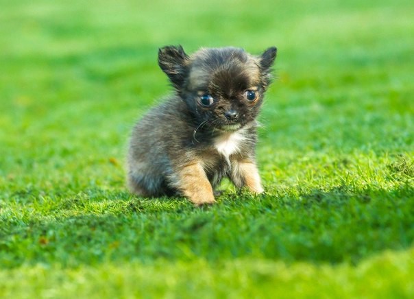 Самая маленькая собачка Великобритании 